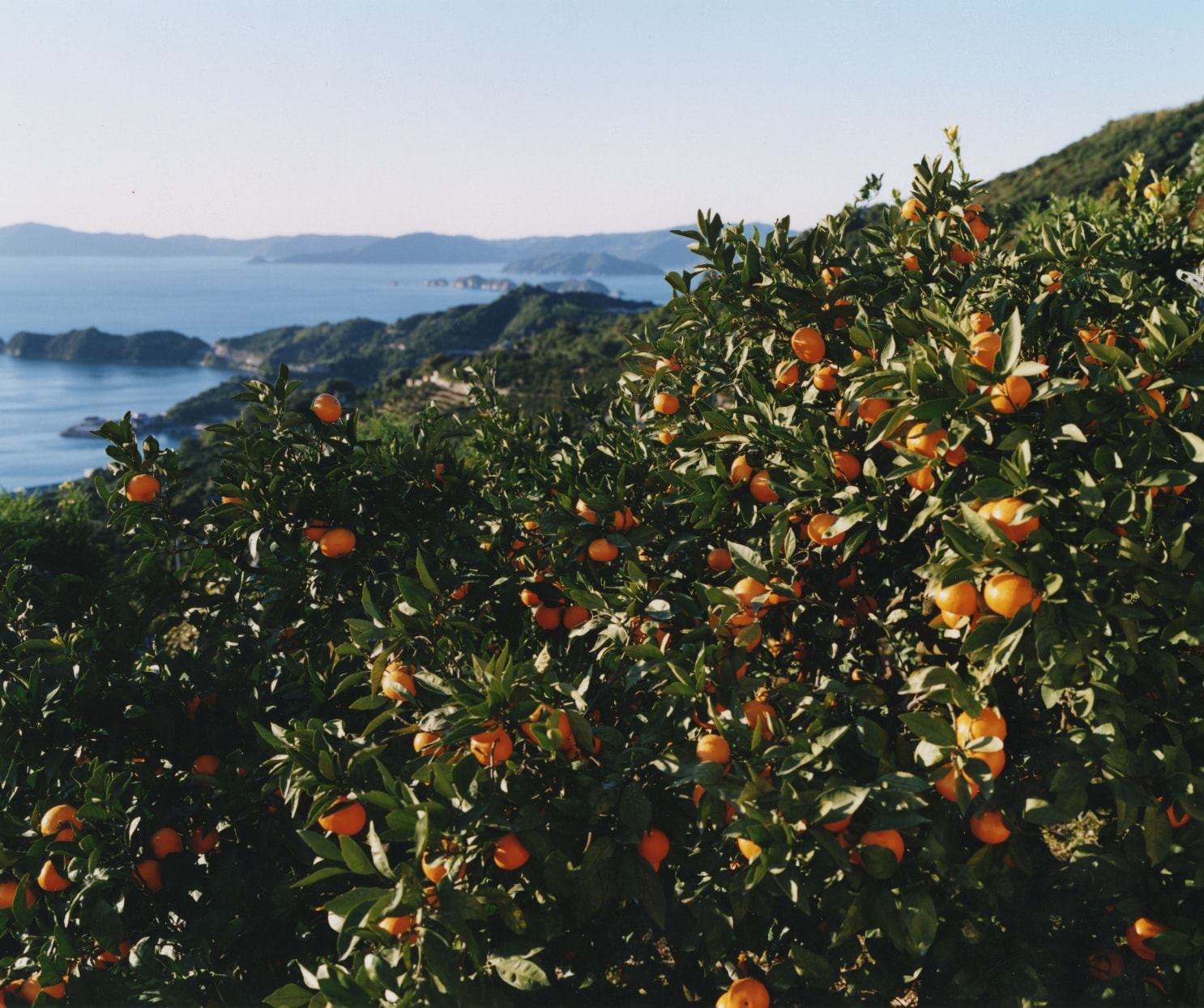 イメージ:古くから日本を代表する温州みかんのブランド産地として有名な真穴地区