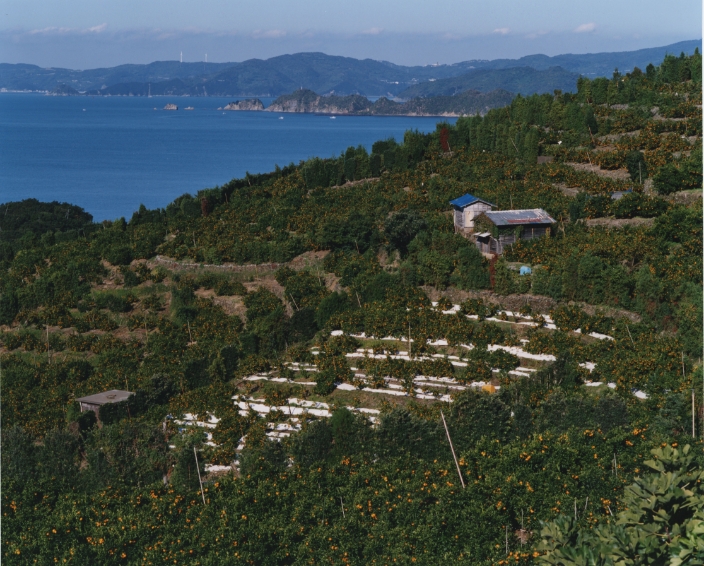 イメージ:古くから日本を代表する温州みかんのブランド産地として有名な真穴地区