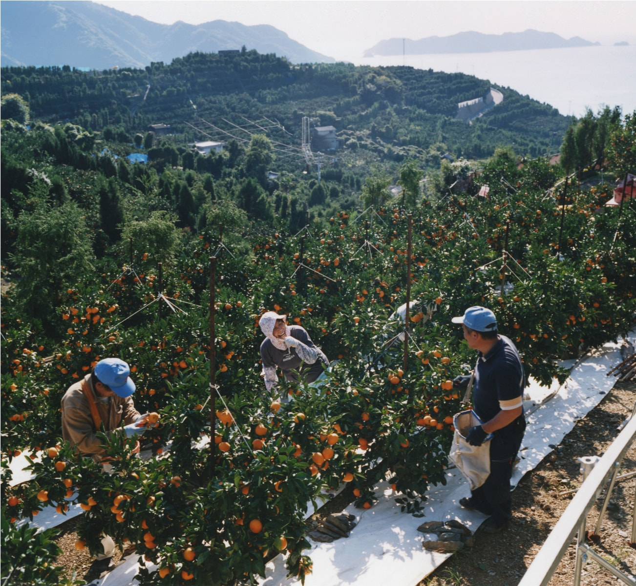 イメージ:おいしさの秘密